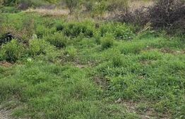 Teren 997 mp, Miroslava