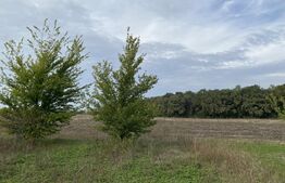 Teren intravilan 1900mp Valea Ursului cu vedere la Pădure