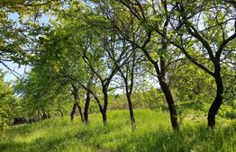 Teren intravilan 7000 mp, deschidere 35 mp,com Schitu-Duca