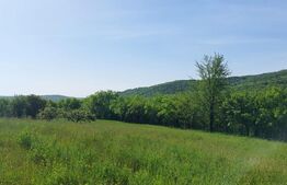 Teren intravilan 7000 mp, deschidere 35 mp,com Schitu-Duca