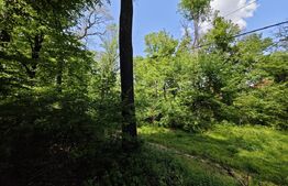 Padure in Barnova 1800 mp + 600 mp teren  pentru casa