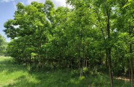 Casa spatioasa la rosu, 2024, 2800 mp teren, zona Andrieseni