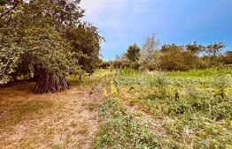 casa batraneasca de vanzare, cu anexe, 2900 mp teren, zona Pausesti