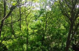 Casa 3 camere 64 mp, 250 mp, Sarariei