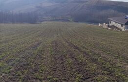 Teren 7750 mp Rediu, 2 cai de acces, de 7 ml, constructii case