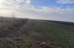 Teren 15000 mp extravilan, Miroslava-Vorovesti, langa zona de case