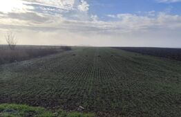 Teren 15000 mp extravilan, Miroslava-Vorovesti, langa zona de case