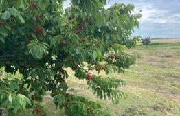 Teren 500 mp intravilan Valea Ursului-