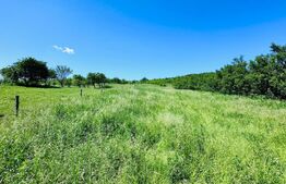 Teren 4879 mp, langa padure, zona Dobrovat