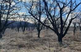 Teren livada de 5581 mp, investitie, parcelare terenuri case, Chicerea