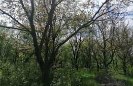 Casa 40 mp, teren 3300 mp, Dobrovat