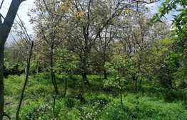 Casa 40 mp, teren 3300 mp, Dobrovat