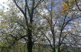 Casa 40 mp, teren 3300 mp, Dobrovat