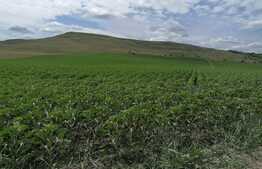 Teren 10.000mp extravilan Dumesti-Banu