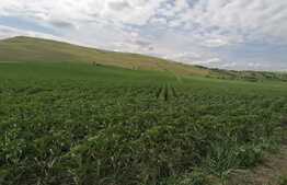 Teren 10.000mp extravilan Dumesti-Banu