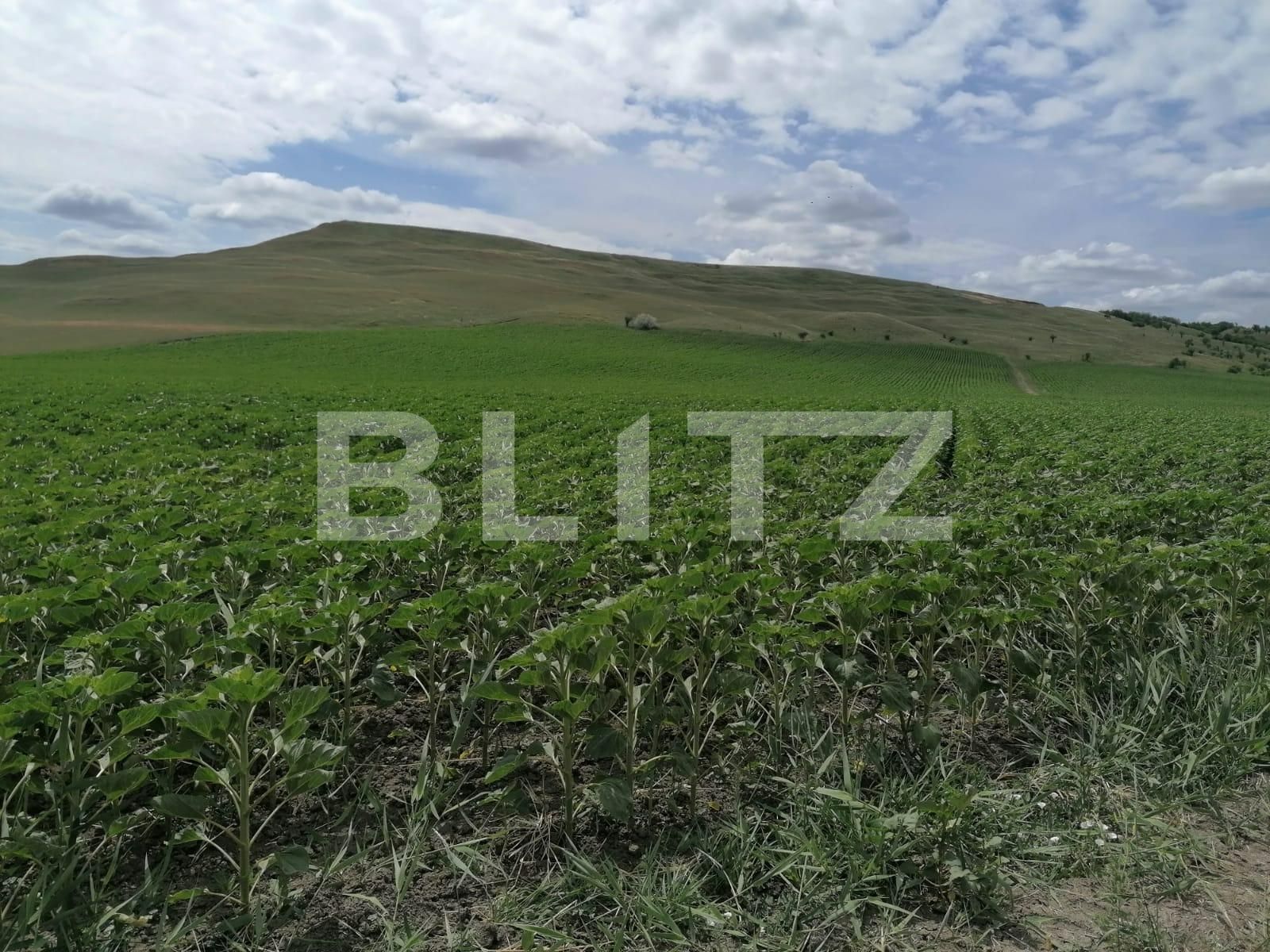 Teren de vânzare Dumesti - 88985TV | BLITZ Iași | Poza2