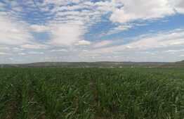 Teren extravilan 3700 mp Cogeasca