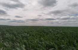 Teren extravilan 3700 mp Cogeasca