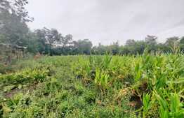 Casa 4 camere, 1270 mp teren, garaj dublu, comuna Tiganasi