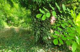 Teren REZIDENTIAL 2000 mp, Strada Aurora, Copou