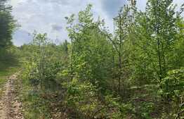 Teren de 1200mp, partial intravilan, padurea Uricani 