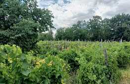 Teren intravilan, 1170 mp, in Ciurea