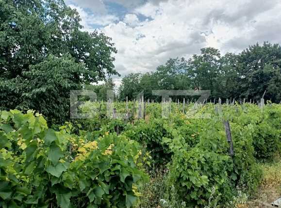 Teren casa intravilan 1170 mp Ciurea, Iasi | Poza3