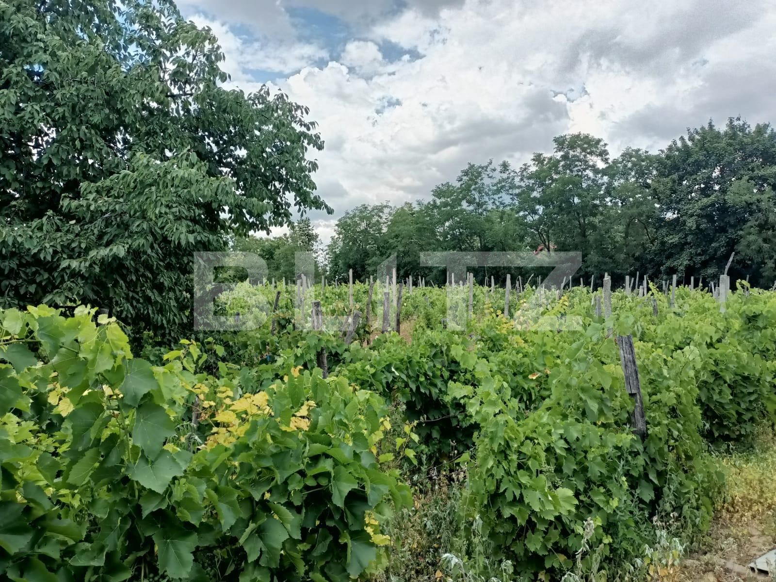 Teren casa intravilan 1170 mp Ciurea, Iasi | Poza3