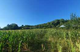 Teren 1600 mp, intravilan, Dobrovat 