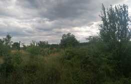 Teren 1000 mp Poieni, langa padure