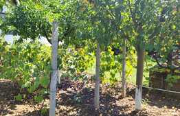 Casa cu garaj D+P+E, 180 mp, 914 mp teren, Barnova