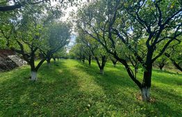 Teren intravilan de 2525 mp, front de 27.5 m, Pietraria