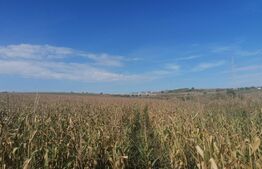 Teren 3000 mp, extravilan, Miroslava