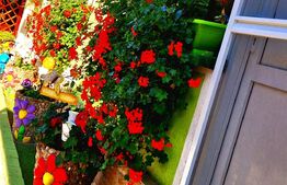 Casa 65mp, 3 camere, curte comuna, Ultracentral