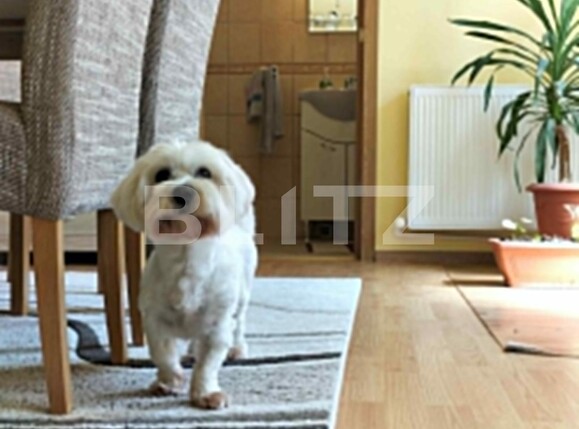 Casa de vânzare 5 camere Cantemir - 124589CV | BLITZ Oradea | Poza3