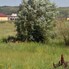 Teren de vânzare Calea Clujului - 126228TV - Poza 1 din 5 | BLITZ Oradea | Poza3