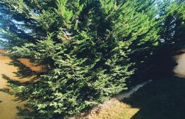 Casa cocheta, mobilata, la intrare in Santandrei, 120 mp utili, 304 mp teren