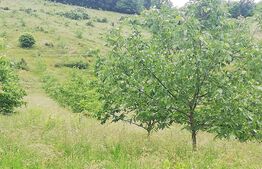 Casa cu teren de 65000 mp in Bratca, zona turistica