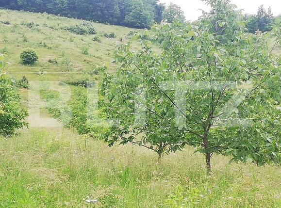 Casa de vânzare 2 camere Exterior Sud - 141674CV | BLITZ Oradea | Poza7