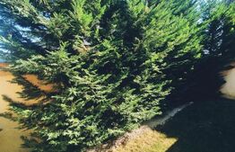 Casa cocheta, mobilata, la intrare in Santandrei, 120 mp utili, 304 mp teren