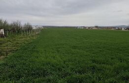  Teren 8600 mp în Podgoria