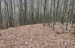 Teren extravilan de vanzare, 3.5 ha padure + pasune in Comuna Borod