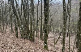 Teren extravilan de vanzare, 3.5 ha padure + pasune in Comuna Borod