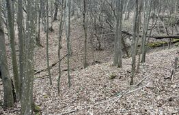 Teren extravilan de vanzare, 3.5 ha padure + pasune in Comuna Borod