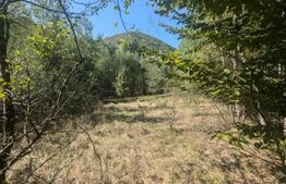 Teren extravilan de vanzare, 3.5 ha padure + pasune in Comuna Borod