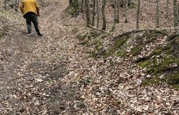 Teren extravilan de vanzare, 3.5 ha padure + pasune in Comuna Borod