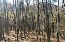 Teren extravilan de vanzare, 3.5 ha padure + pasune in Comuna Borod