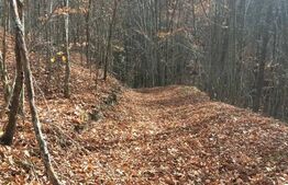 Teren extravilan de vanzare, 3.5 ha padure + pasune in Comuna Borod