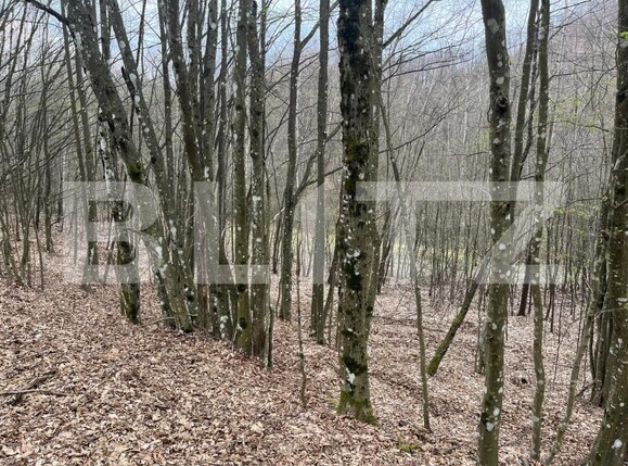 Teren de vânzare Aleşd - 191621TV | BLITZ Oradea | Poza4