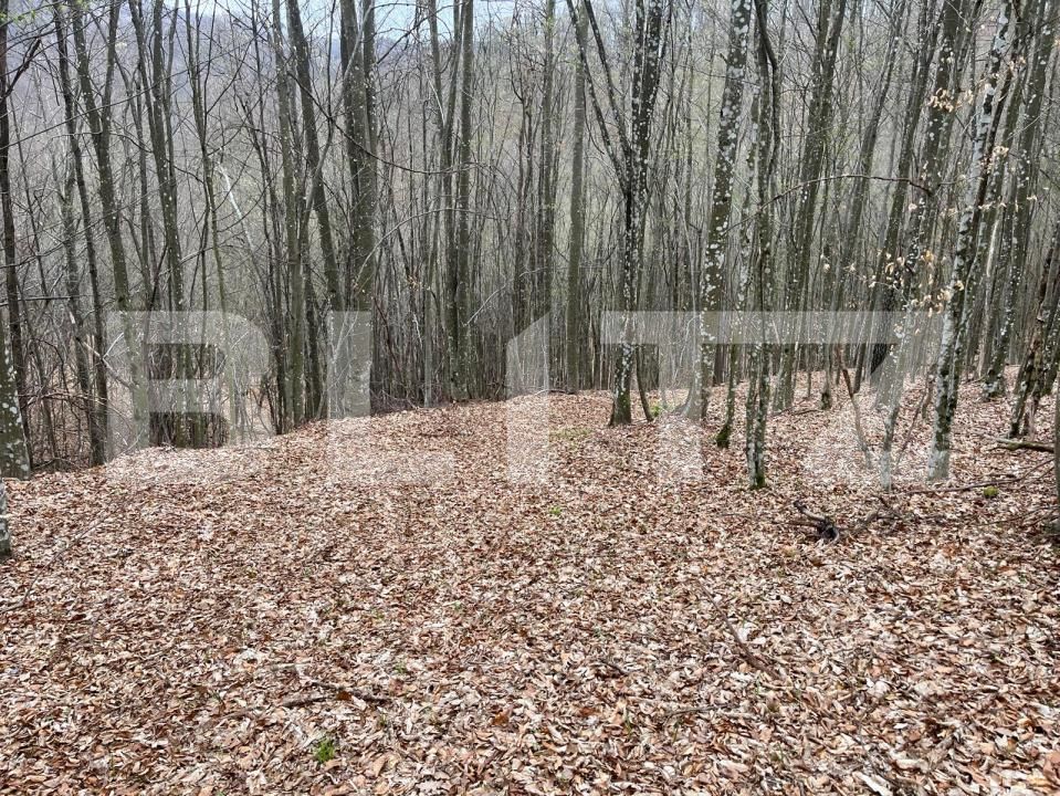 Teren de vânzare Aleşd - 191621TV | BLITZ Oradea | Poza9